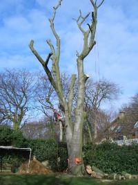 F&auml;llung Rotbuche SKT