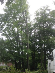 Schneise nach F&auml;llung