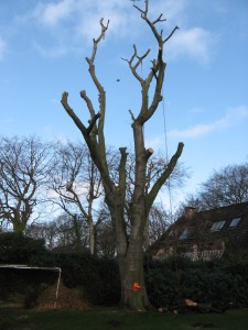 Buchenf&auml;llung Elbe