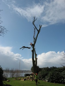 Buchenf&auml;llung Elbe 