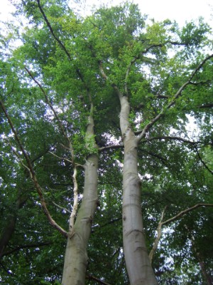 Totholz Buche Totholz Buche