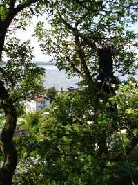 Kronenpflege &uuml;ber den D&auml;chern von Blankenese